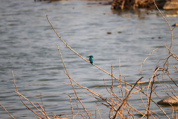KingFish Bird sitting on the tree branch