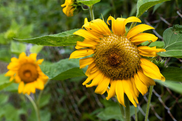 Obraz premium Sunflower planted in the garden