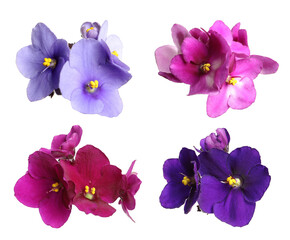 Fototapeta na wymiar Set with beautiful violet flowers on white background