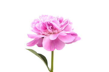 Pink peony flower with green stem and leaves isolated on white background