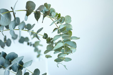 Fototapeta na wymiar Eucalyptus leaves on white wall background. Fresh green eucalyptus branch