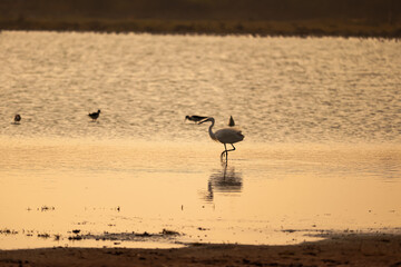 Bird walking at river end , Sunset view at river