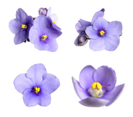 Set with beautiful violet flowers on white background