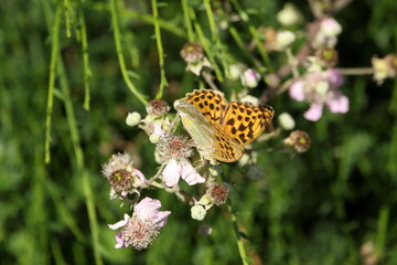 Silver washed fritillary butterfly on a flower
