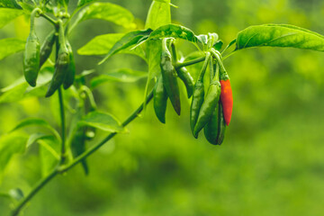 unripe Thai Chili (Capsicum annuum) pepper 