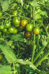 unripe tomatoes planted in garden