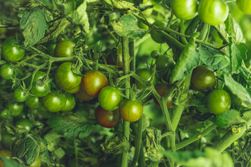 unripe tomatoes planted in garden