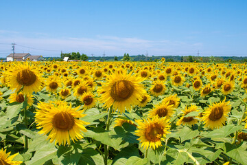 満開のひまわり村と青空