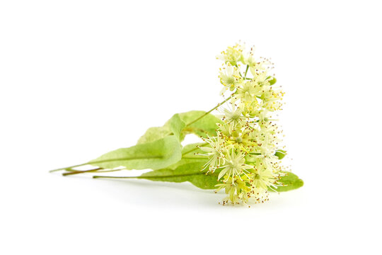 Linden tree flowers isolated on white background