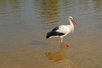 Migratory aquatic white stork walks through shallow water in search of food. Reflection in the water on a sunny day.