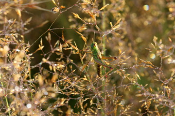 Grasshopper in grass soaked with dew.