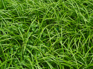 A detail from the British Countryside - a patch of rich, verdant, fresh uncultivated grass and...