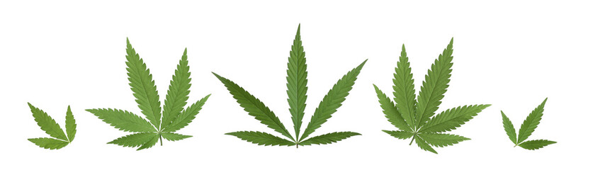 Set with green hemp leaves on white background. Banner design