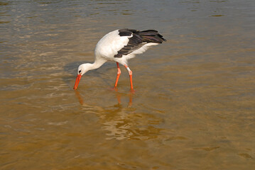 White stork with black wings, red beak and long legs walks in shallow water, dips his beak into the water hunting fish.