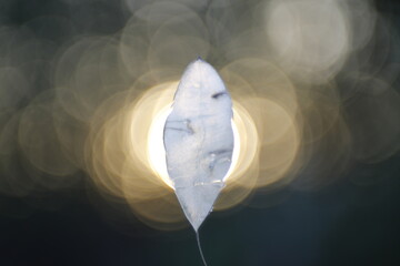 The moonlight comes to life against the background of the setting sun.