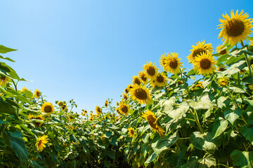 満開のひまわり村と青空