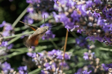 The hawk moth extracts nectar from lavender flowers. Macrophotography of insects.
