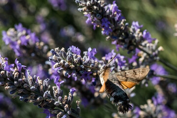 The hawk moth extracts nectar from lavender flowers. Macrophotography of insects.