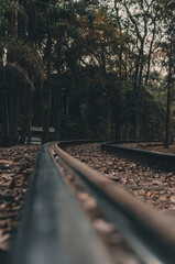 Trail tracks in the forest, Rail road