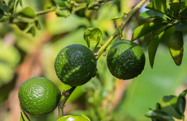 Green lemons on trees in garden.