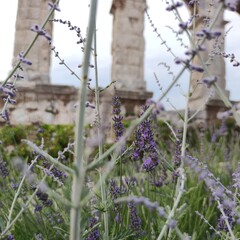Blooming lavender near the amphitheater in Pula.