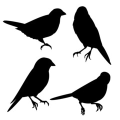 Bluebirds birds  small  thrush silhouette on a white background  set two  vintage vector illustration editable hand draw