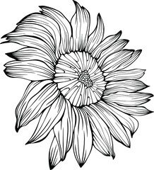 Sunflower vector isolated on white. Hand drawn line illustration. Eps 10. Ink art