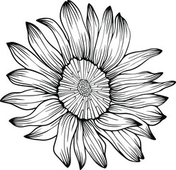Sunflower vector isolated on white. Hand drawn line illustration. Eps 10. Ink art