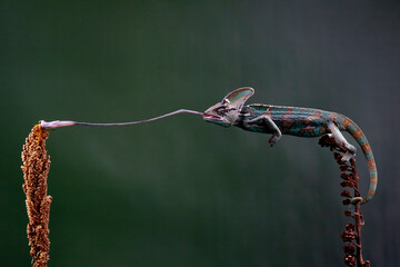 Veiled Chameleon extended their tongue to catch flies as their natural prey.