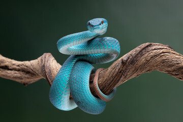 Nice Poisonous  Blue Viper Snake ready to strike their prey