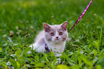 portrait of funny british shothair bicolor gray kitten on the green grass summer background. Selective focus