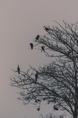 Birds on a Tree in sunset