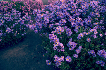 bushs flowers asters purple and pink in garden