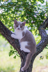 Portrait of cute british shorthair kitten and hibiscus flower