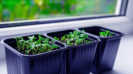 growing greens arugula on the window sill on bright blurred background