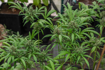 Ripened green marijuana flower Critical OG variety in greenhouse