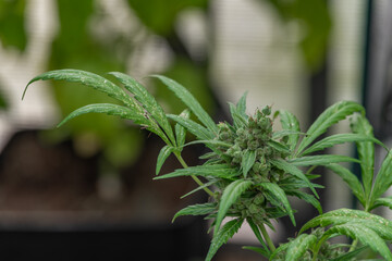 Ripened green marijuana flower Critical OG variety in greenhouse