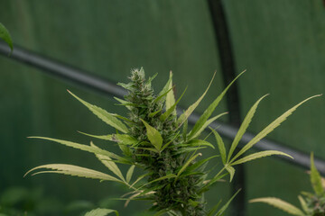 Ripened green marijuana flower Critical OG variety in greenhouse