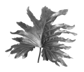 Tropical philodendron leaf on light background. Black and white tone © New Africa