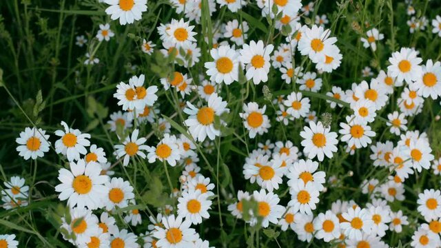 Anthemis arvensis, also known as corn chamomile, mayweed, scentless chamomile, or field chamomile is a species of flowering plant in the genus Anthemis, in the aster family