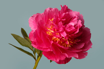 Bright pink peony flower isolated on soft blue background.