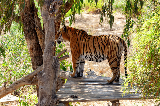 Bengal tiger or Royal Bengal Tiger 
staying on the platform in the shade of trees