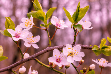 Rosa Kirschblüten auf einem Zweig