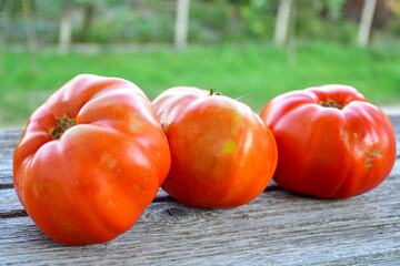 Tomatoes planting. Fresh  Organic tomatoes from bio garden  on garden background