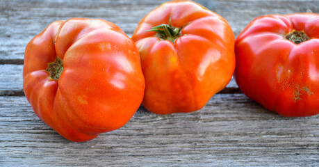 Tomatoes planting. Fresh  Organic tomatoes from bio garden  on garden background
