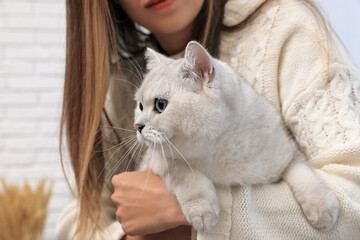 Adorable white British Shorthair cat with his owner on blurred background, closeup. Cute pet
