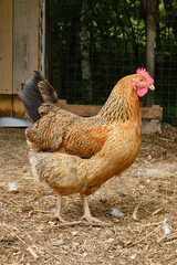 Free-range hens or chicken on an organic farm. Feeding red hens with grain. Poultry farming concept.