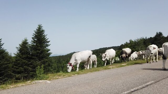 France Pyr&eacute;n&eacute;es Ari&egrave;ge Plateau de Beille montagne troupeau vaches agriculture elevage paysage environnement