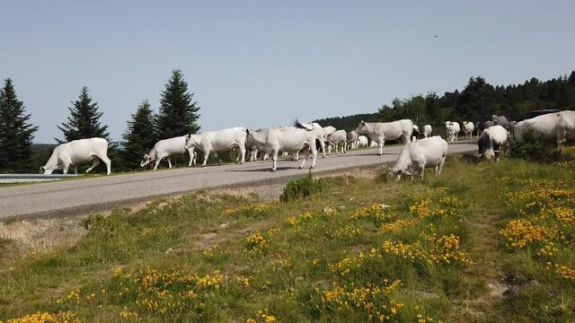 France Pyr&eacute;n&eacute;es Ari&egrave;ge Plateau de Beille montagne troupeau vaches agriculture elevage paysage environnement