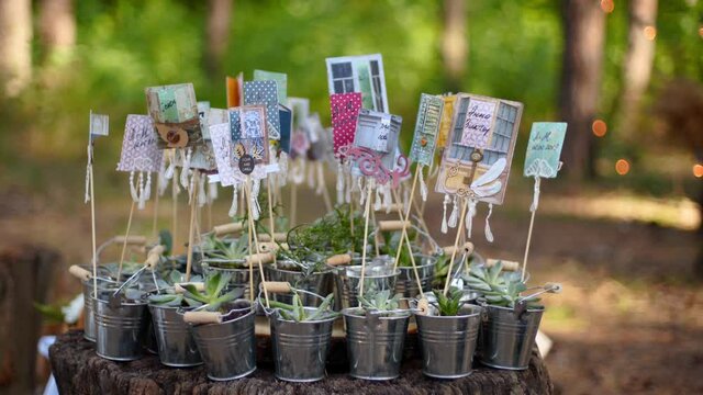 Alpenglow or vera higgins succulents in small decorated galvanized buckets arranged on a stump in pine forest. Pots with succulent aloe flowers as presents for wedding guests on ceremony venue.